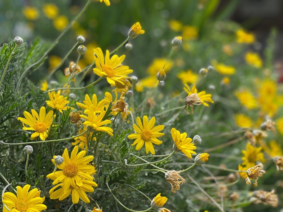 לינה וארוחת בוקר ונס Abeille מראה חיצוני תמונה